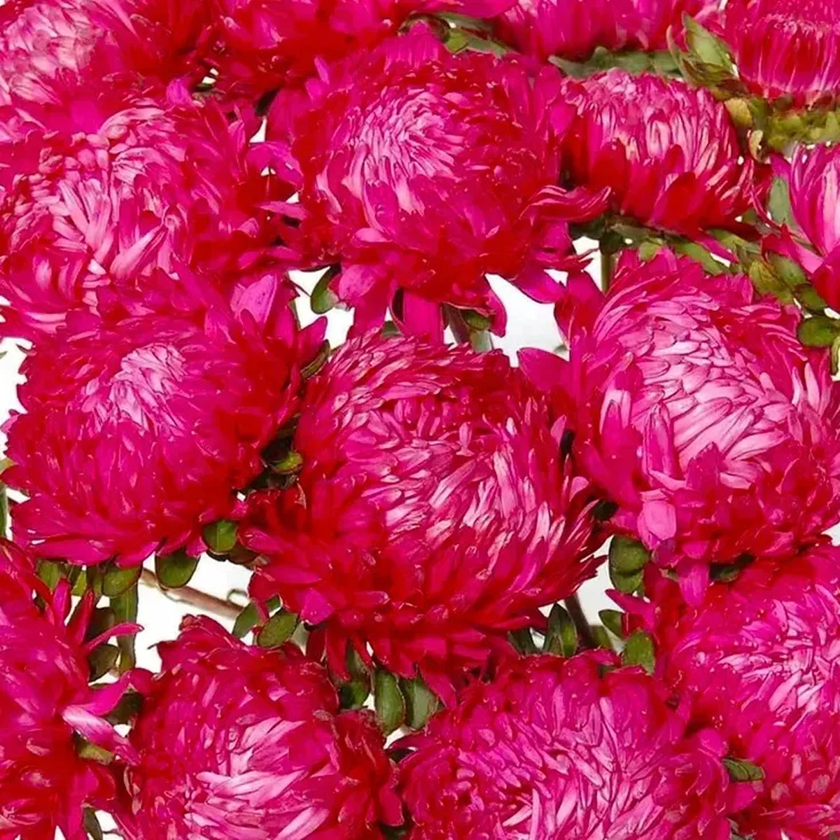 Айстра ‘Tower Red’ (Callistephus chinensis)