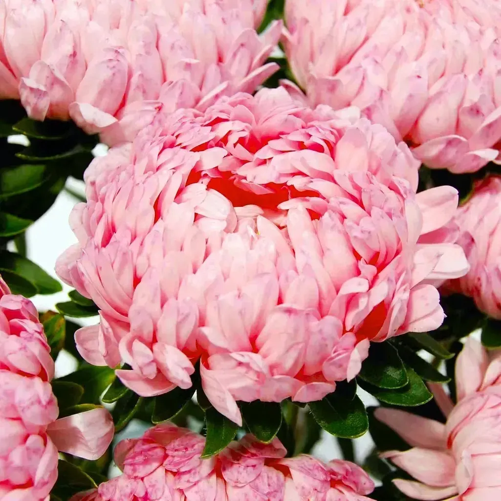 Айстра ‘Tower Salmon’ (Callistephus chinensis)