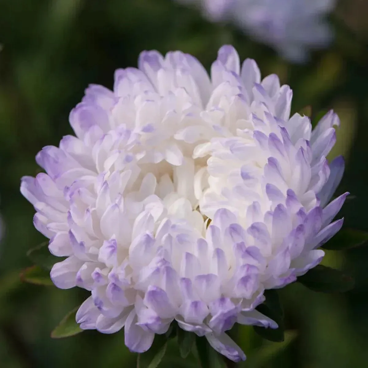 Айстра ‘Tower Silver-Blue’ (Callistephus chinensis)