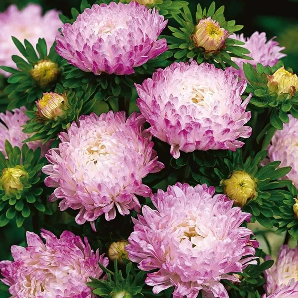 Айстра ‘Tower Silver-Pink’ (Callistephus chinensis)