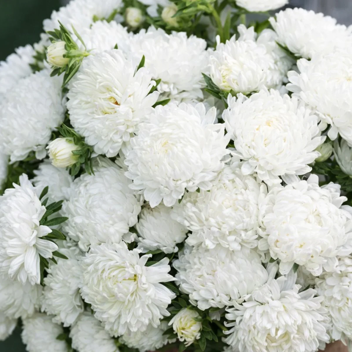 Айстра ‘Tower White’ (Callistephus chinensis)