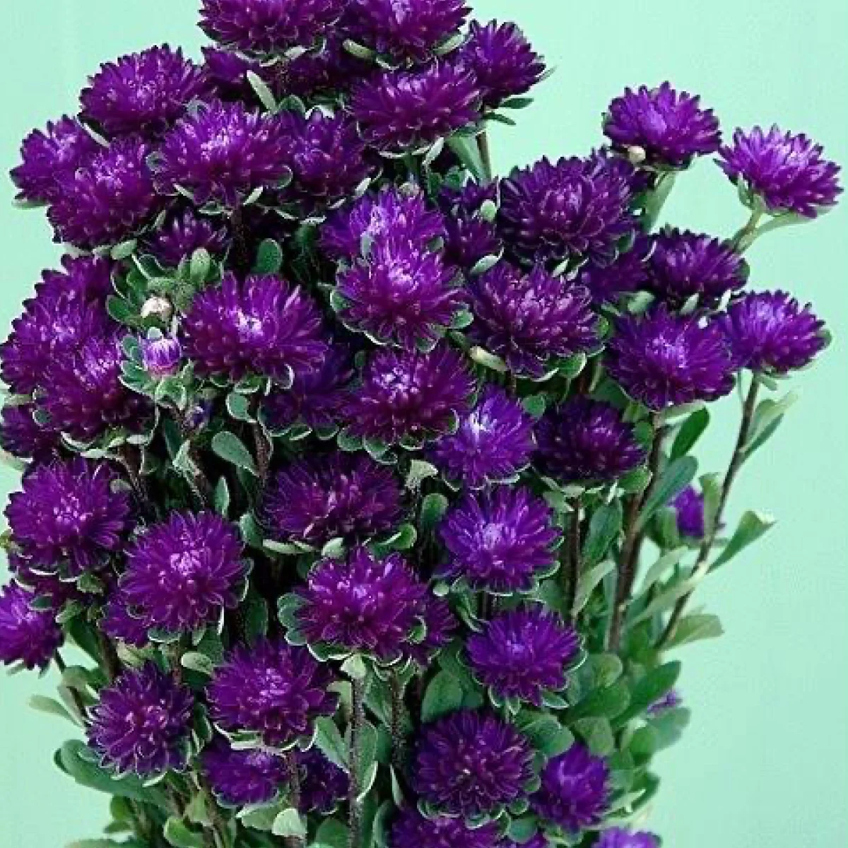 Айстра ‘Troubadour Blue’ (Callistephus chinensis)