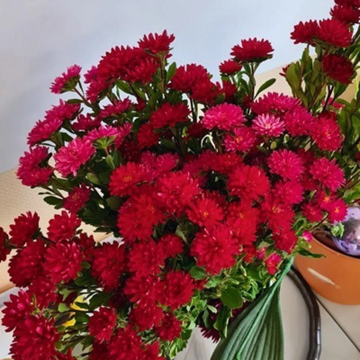 Айстра ‘Troubadour Bright Red’ (Callistephus chinensis)