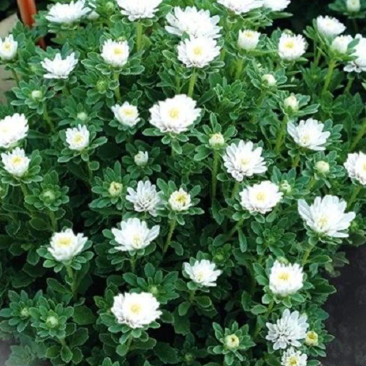 Айстра ‘Troubadour Cream White’ (Callistephus chinensis)