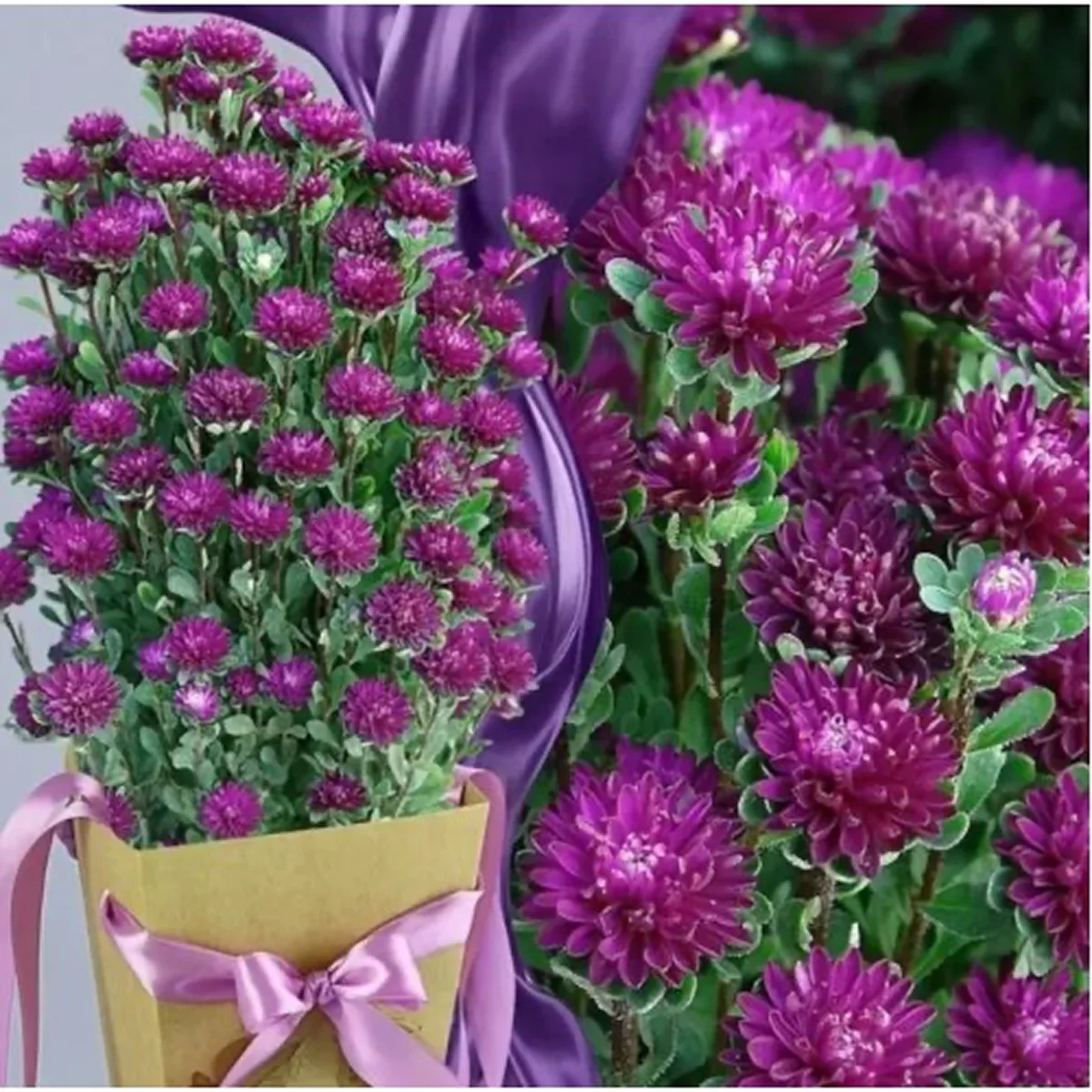 Айстра ‘Troubadour Dark Purple’ (Callistephus chinensis)