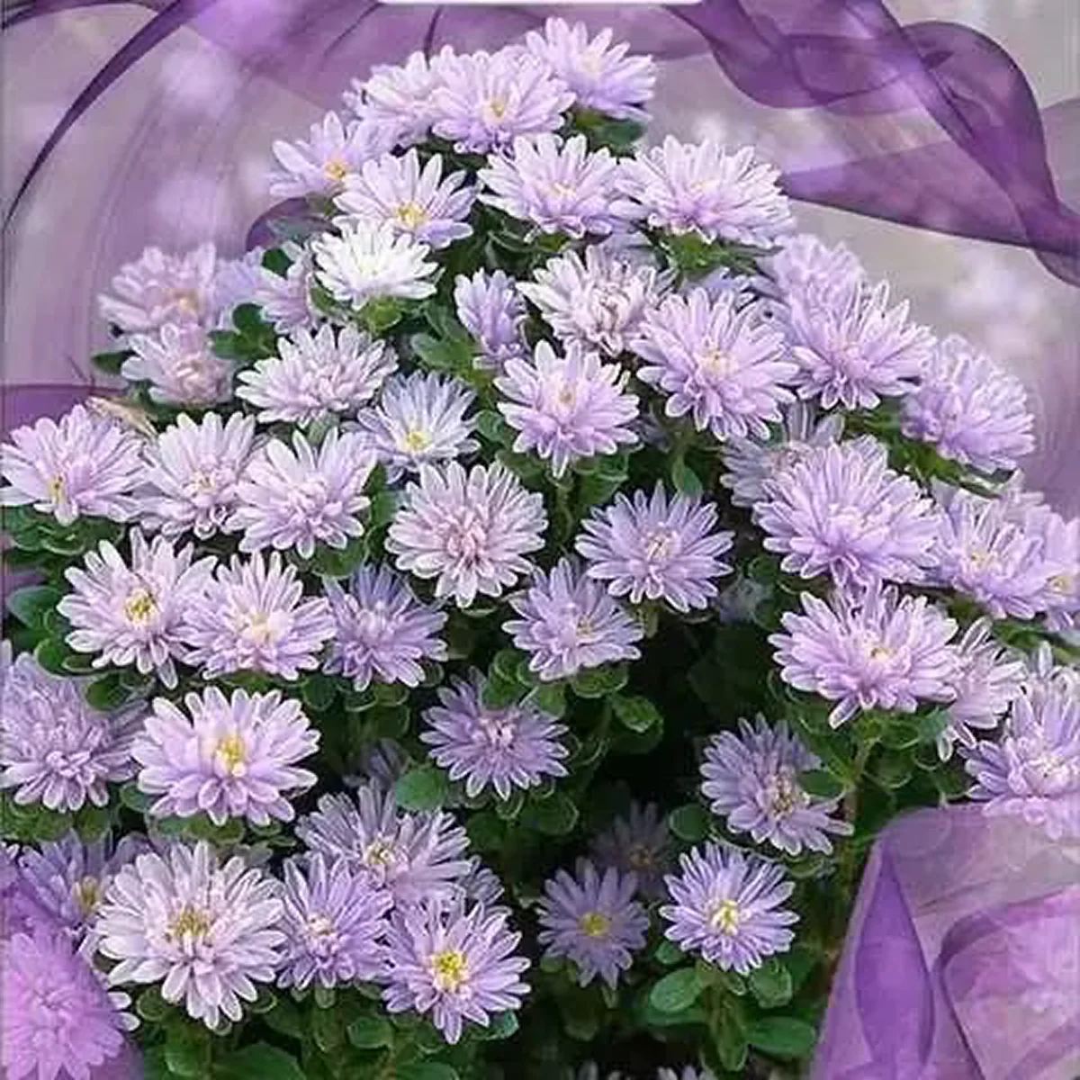 Айстра ‘Troubadour Lavender’ (Callistephus chinensis)