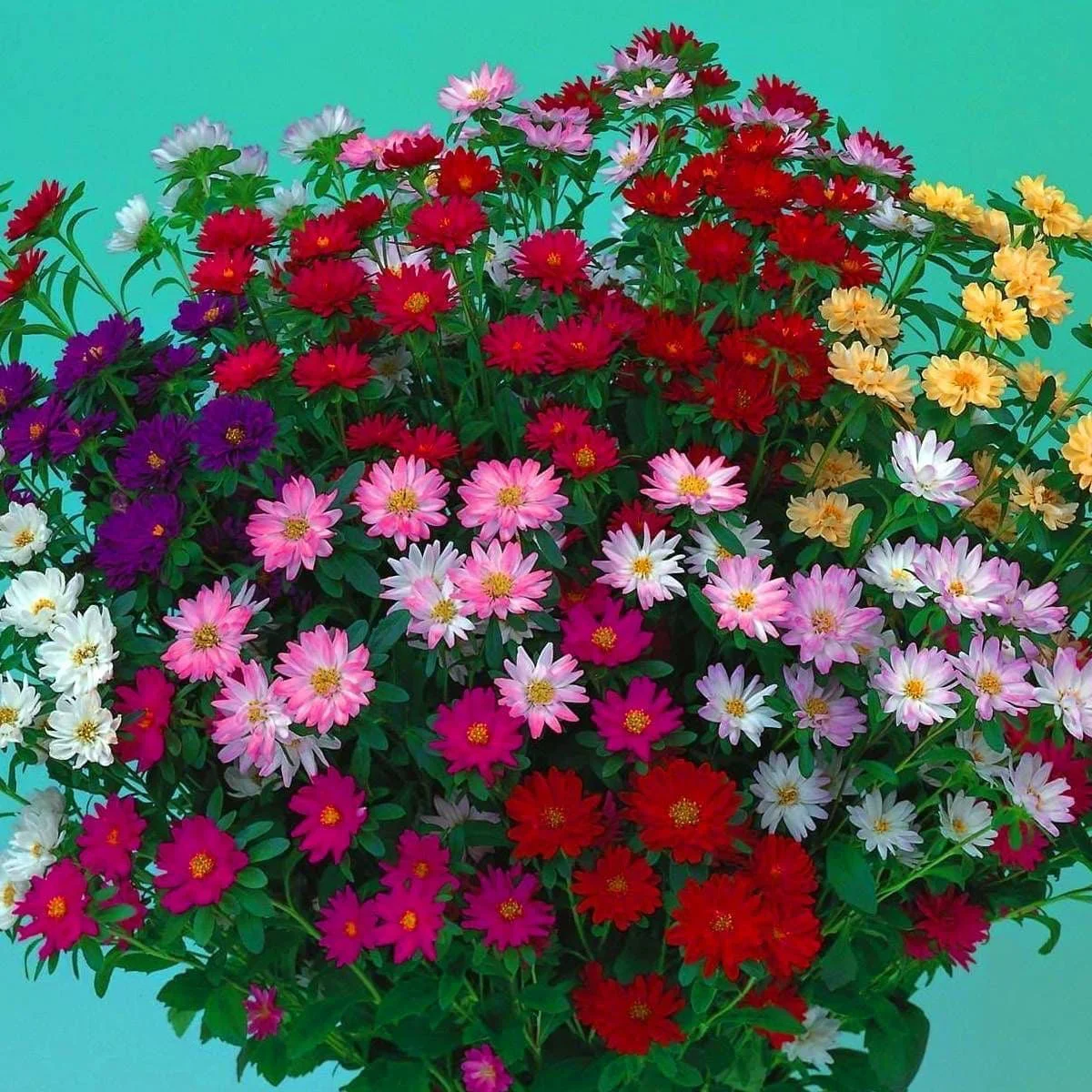 Айстра ‘Troubadour Mix’ (Callistephus chinensis)