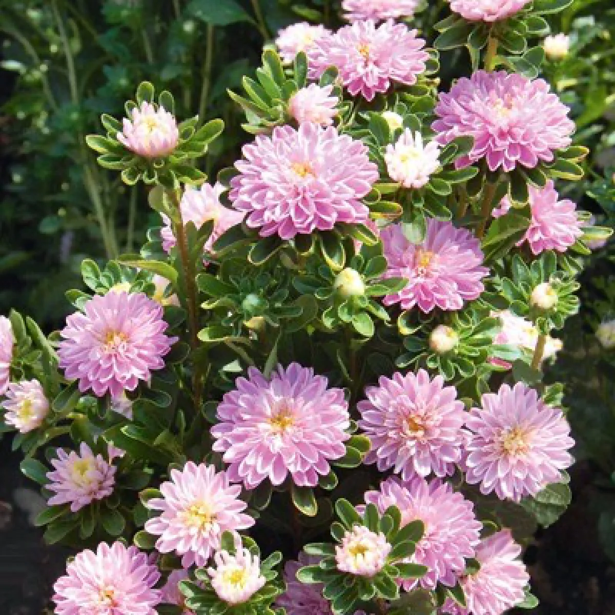 Айстра ‘Troubadour Soft Rose’ (Callistephus chinensis)