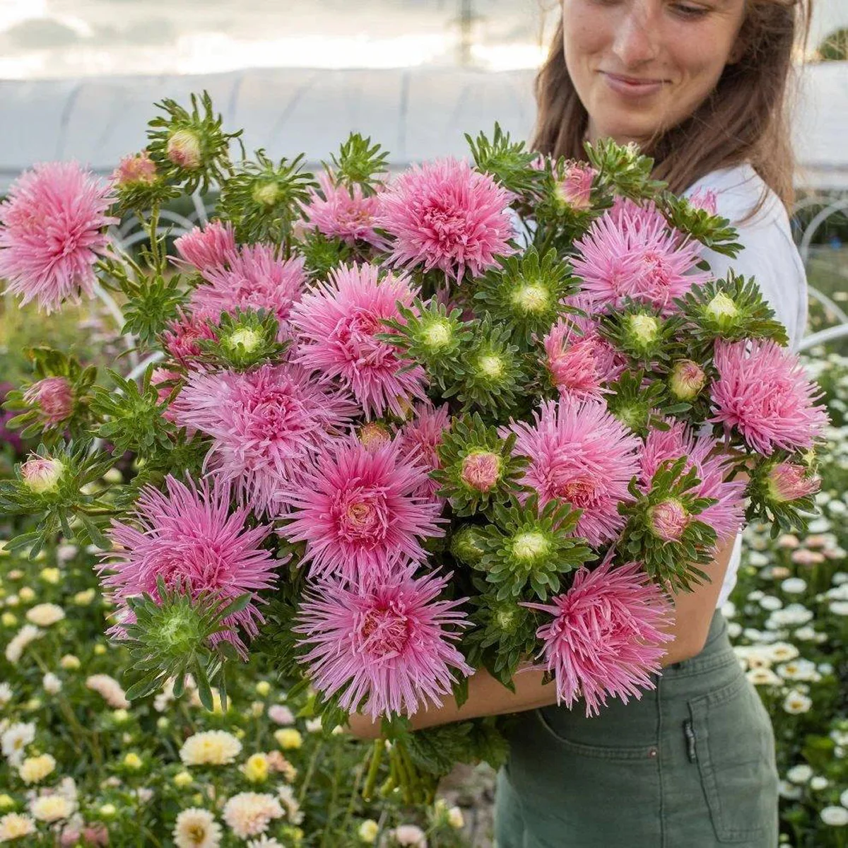 Айстра ‘Valkyrie Elsa’ (Callistephus chinensis)