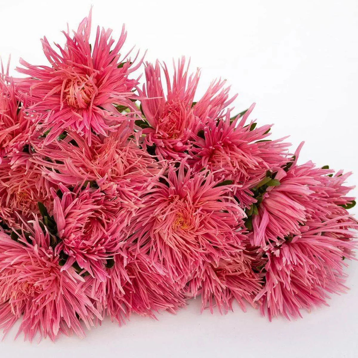 Айстра ‘Valkyrie Hollander Salmon’ (Callistephus chinensis)