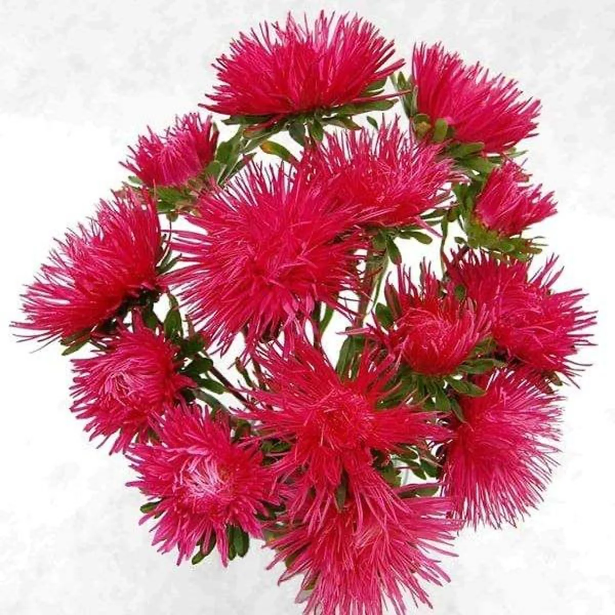 Айстра ‘Valkyrie Kremhild Scarlet’ (Callistephus chinensis)