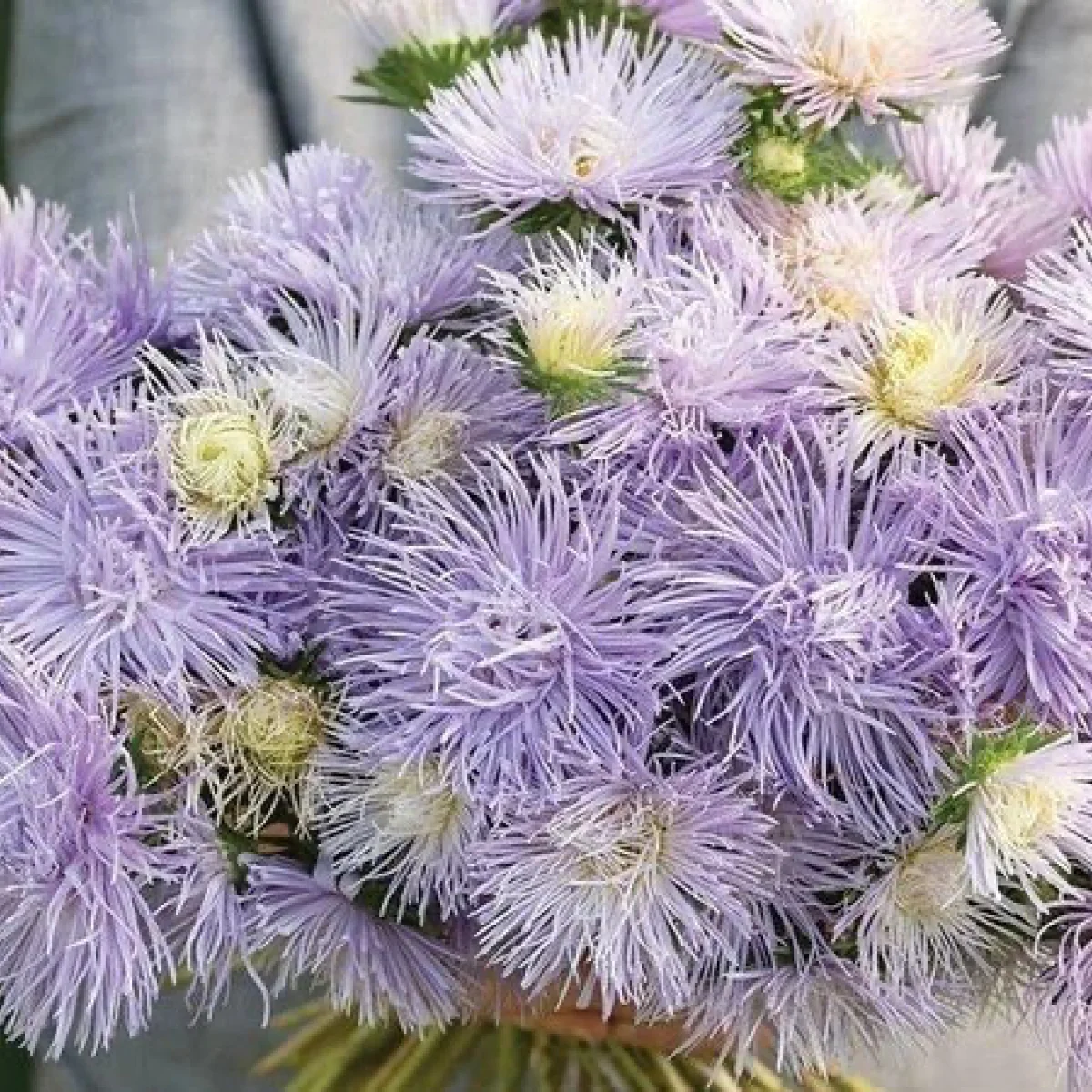 Айстра ‘Valkyrie Light Blue’ (Callistephus chinensis)