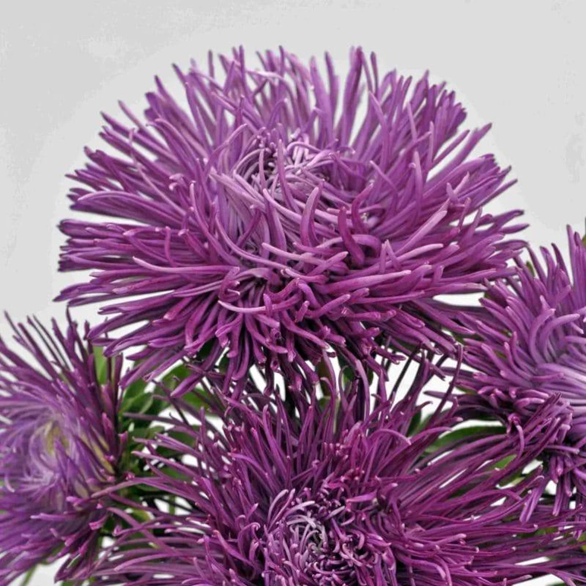 Айстра ‘Valkyrie Purple’ (Callistephus chinensis)