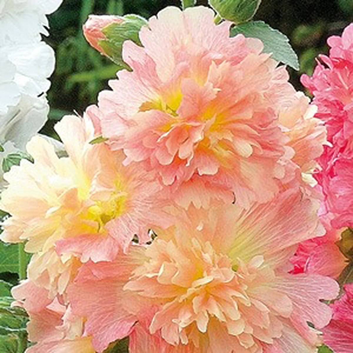 Alcea rosea ‘Spring Celebrity Apricot’