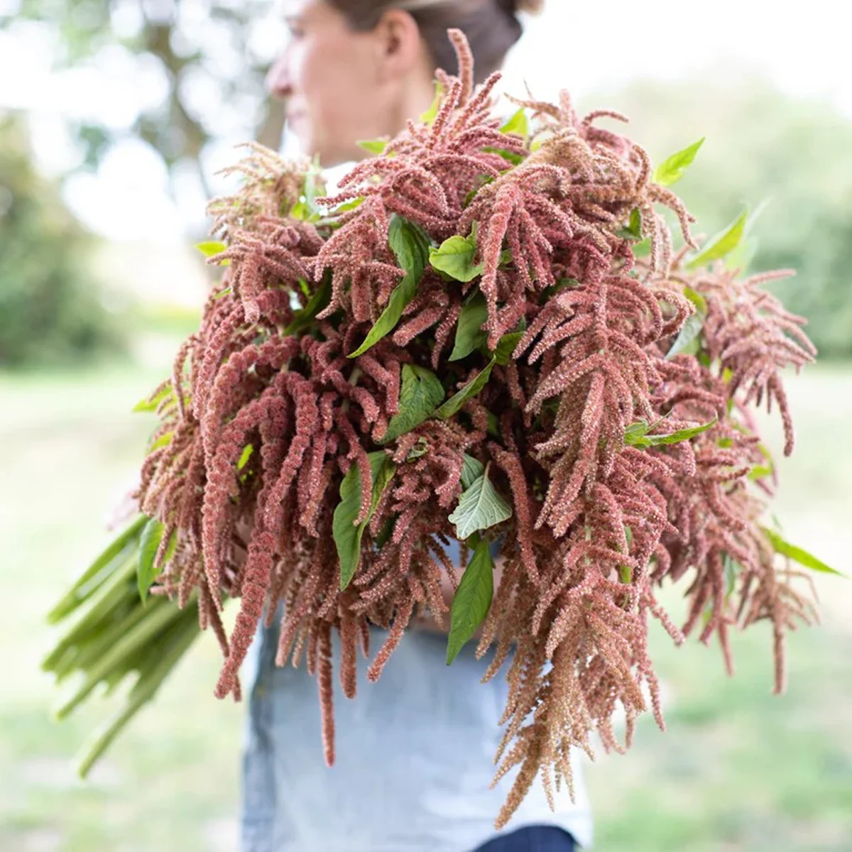 Амарант хвостатий ‘Coral Fountain’ (Amaranthus caudatus)