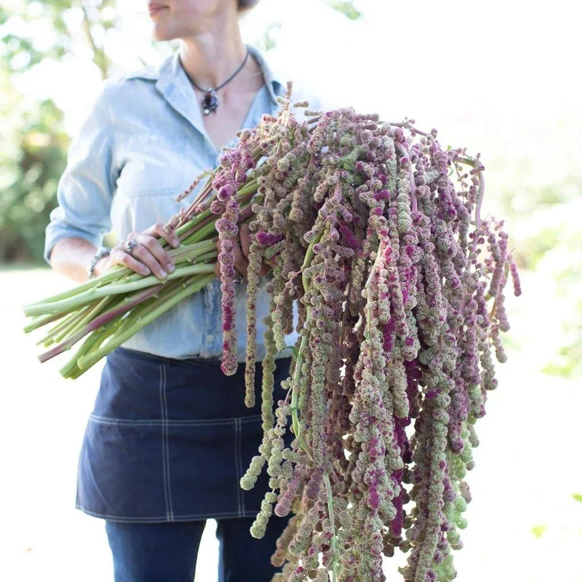 Амарант хвостатий ‘Mira’ (Amaranthus caudatus)
