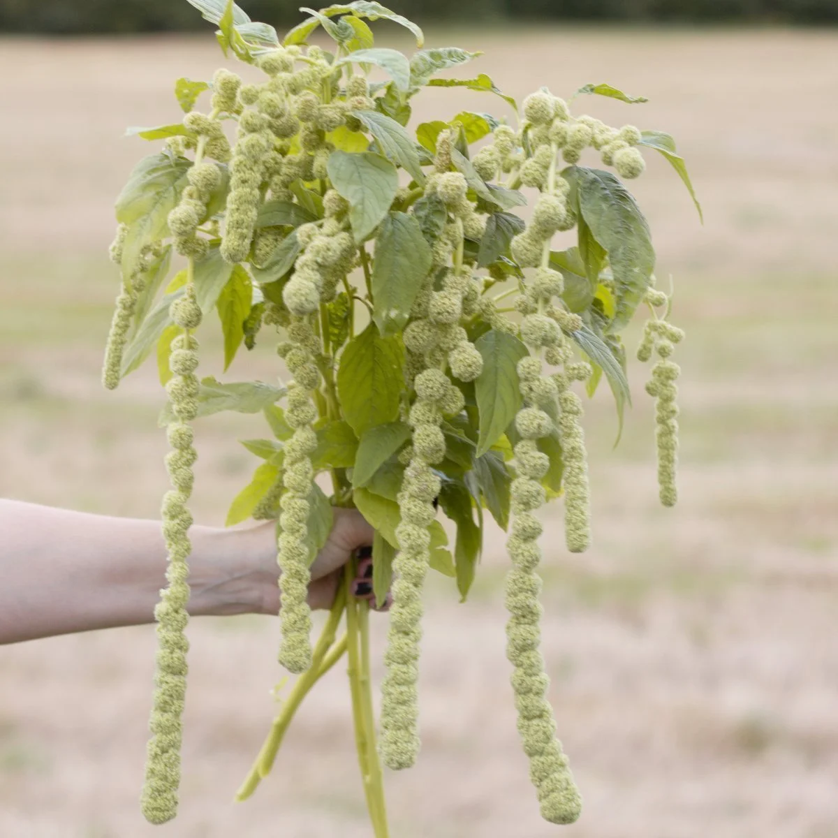 Амарант хвостатий ‘Muse Green Pearls’ (Amaranthus caudatus)