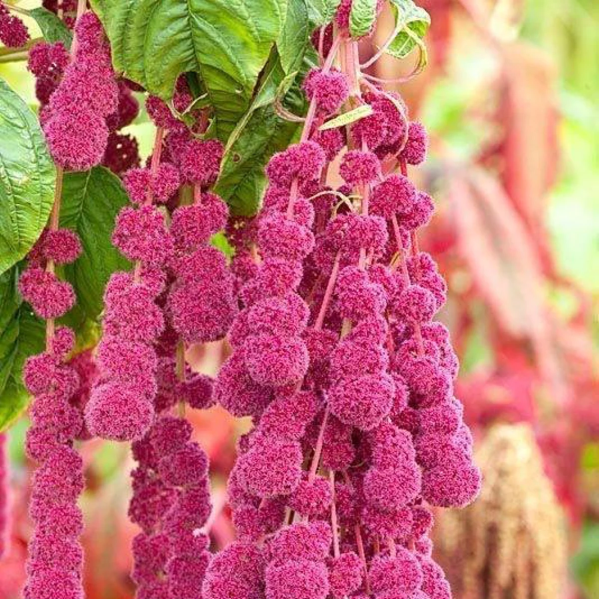 Амарант хвостатий ‘Pony Tails’ (Amaranthus caudatus)