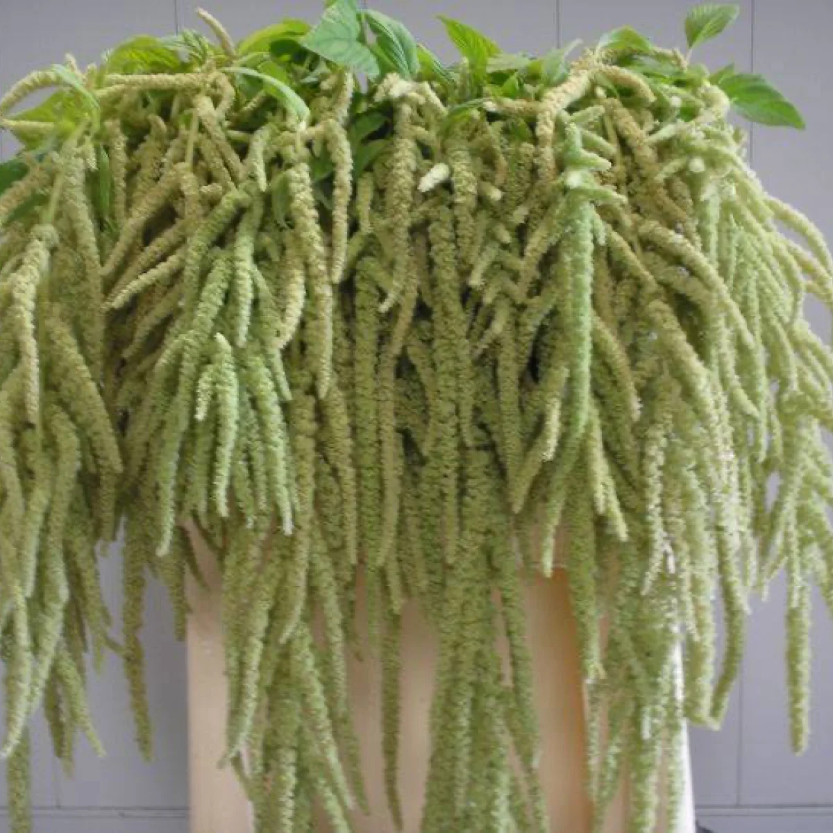 Амарант хвостатий ‘Viridis’ (Amaranthus caudatus)