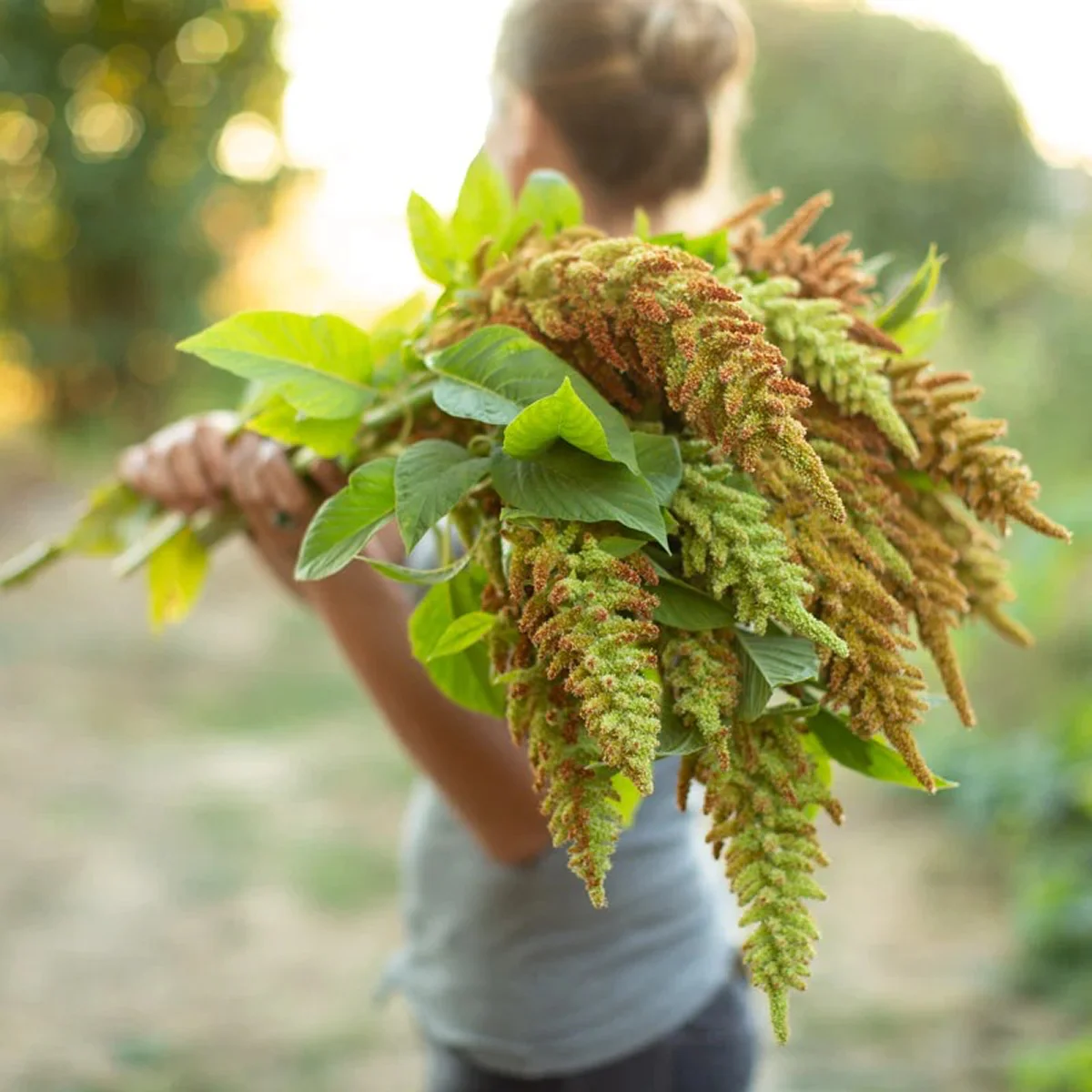 Амарант ‘Autumn’s Touch’ (Amaranthus cruentus)