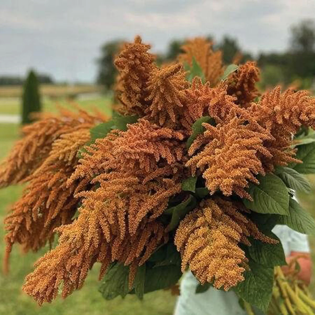 Амарант ‘Bronze’ (Amaranthus cruentus)