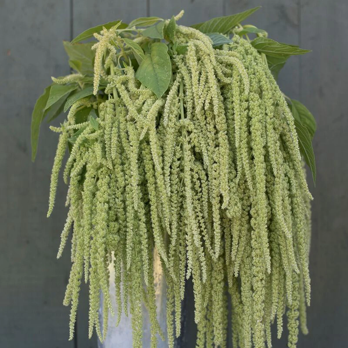 Амарант ‘Emerald Tassels’ (Amaranthus caudatus)