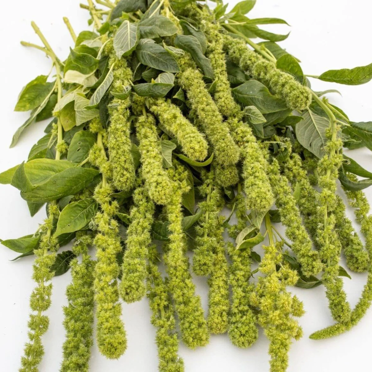 Амарант ‘Green Tower’ (Amaranthus cruentus)