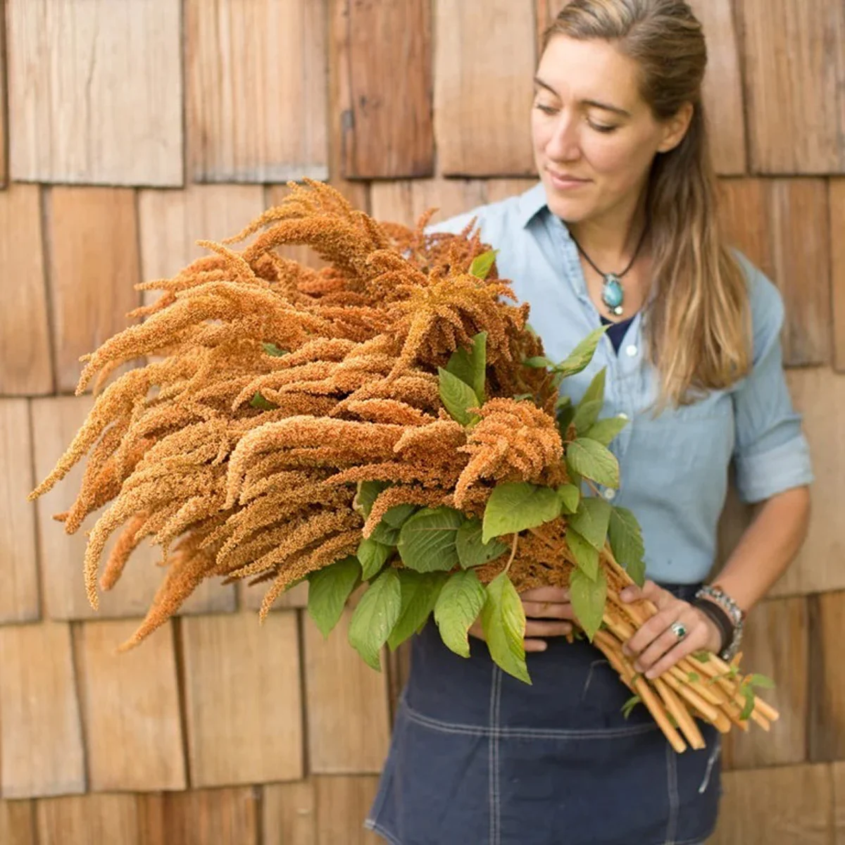Амарант ‘Hot Biscuits’ (Amaranthus cruentus)