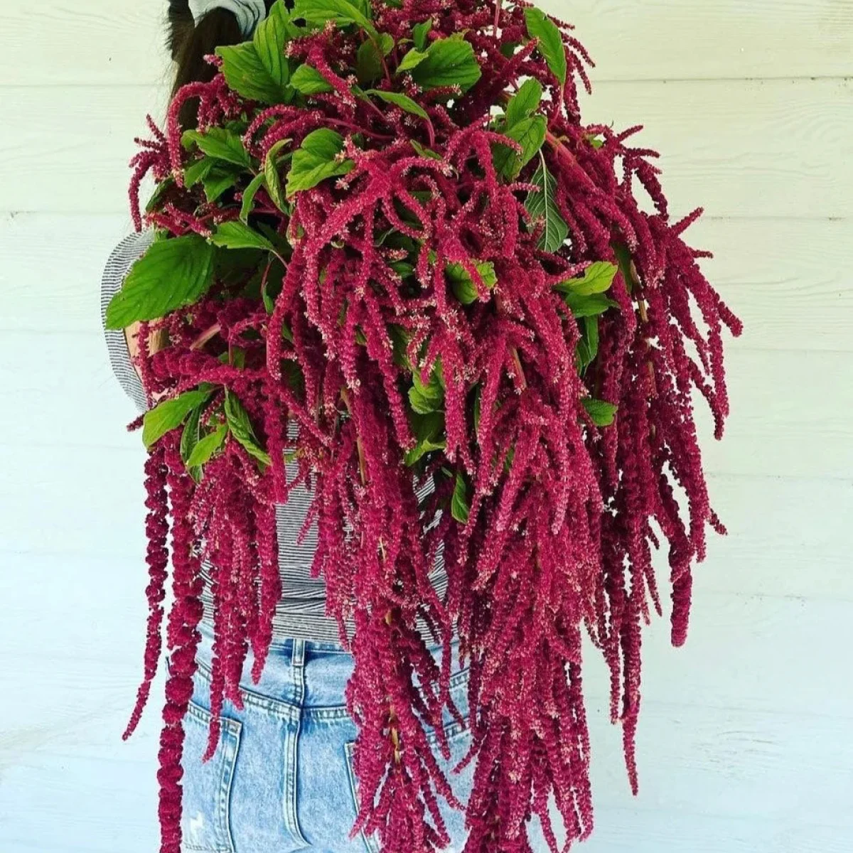 Амарант ‘Love Lies Bleeding’ (Amaranthus caudatus)
