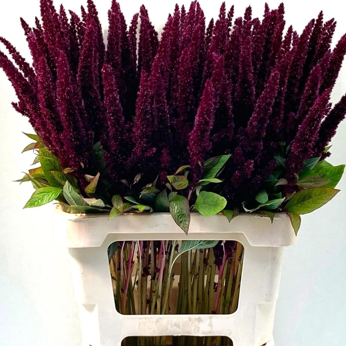 Амарант ‘Pygmy Torch’ (Amaranthus sanguineus nanus)