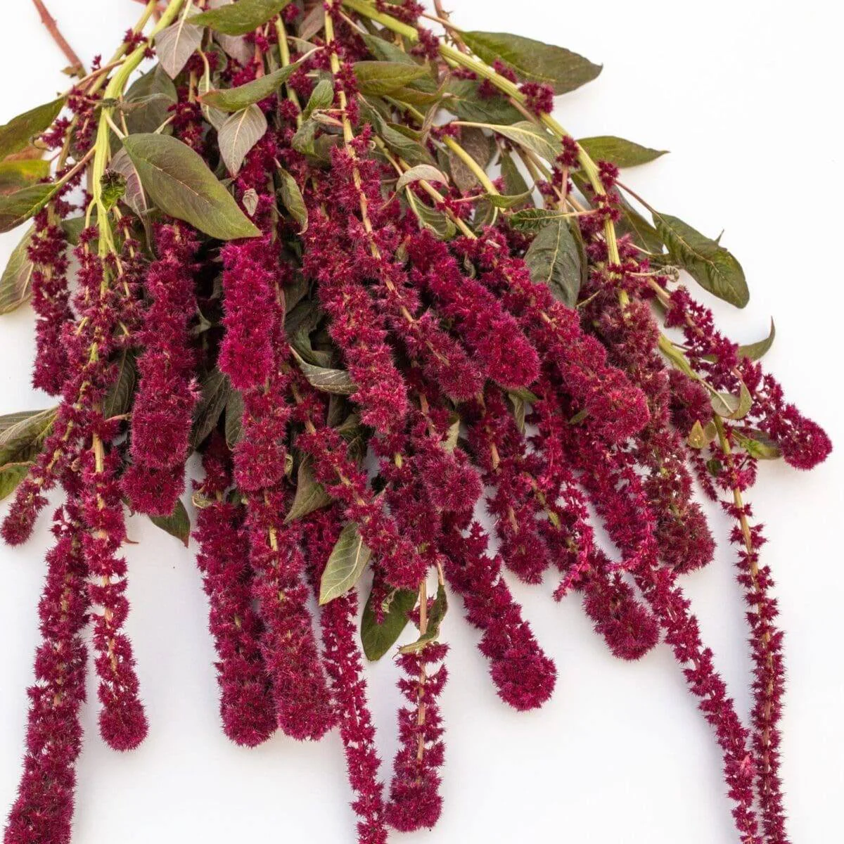 Амарант ‘Red Tower’ (Amaranthus)