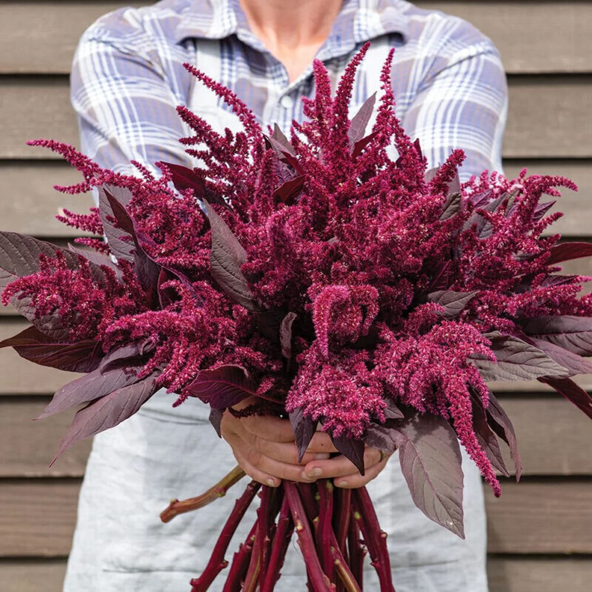 Амарант ‘Velvet Curtains’ (Amaranthus cruentus)