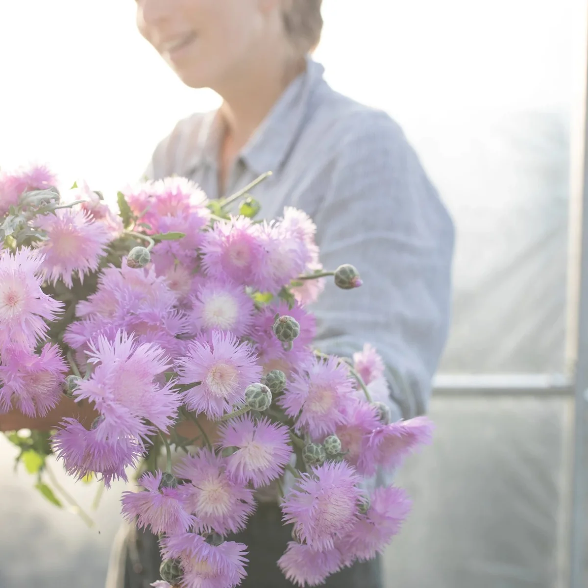 Амбербоа мускусна ‘Graciosa’ (Amberboa moschata)