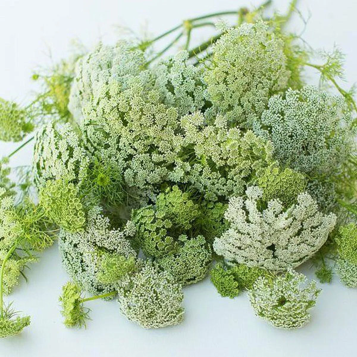 Аммі зубна (Ammi visnaga)