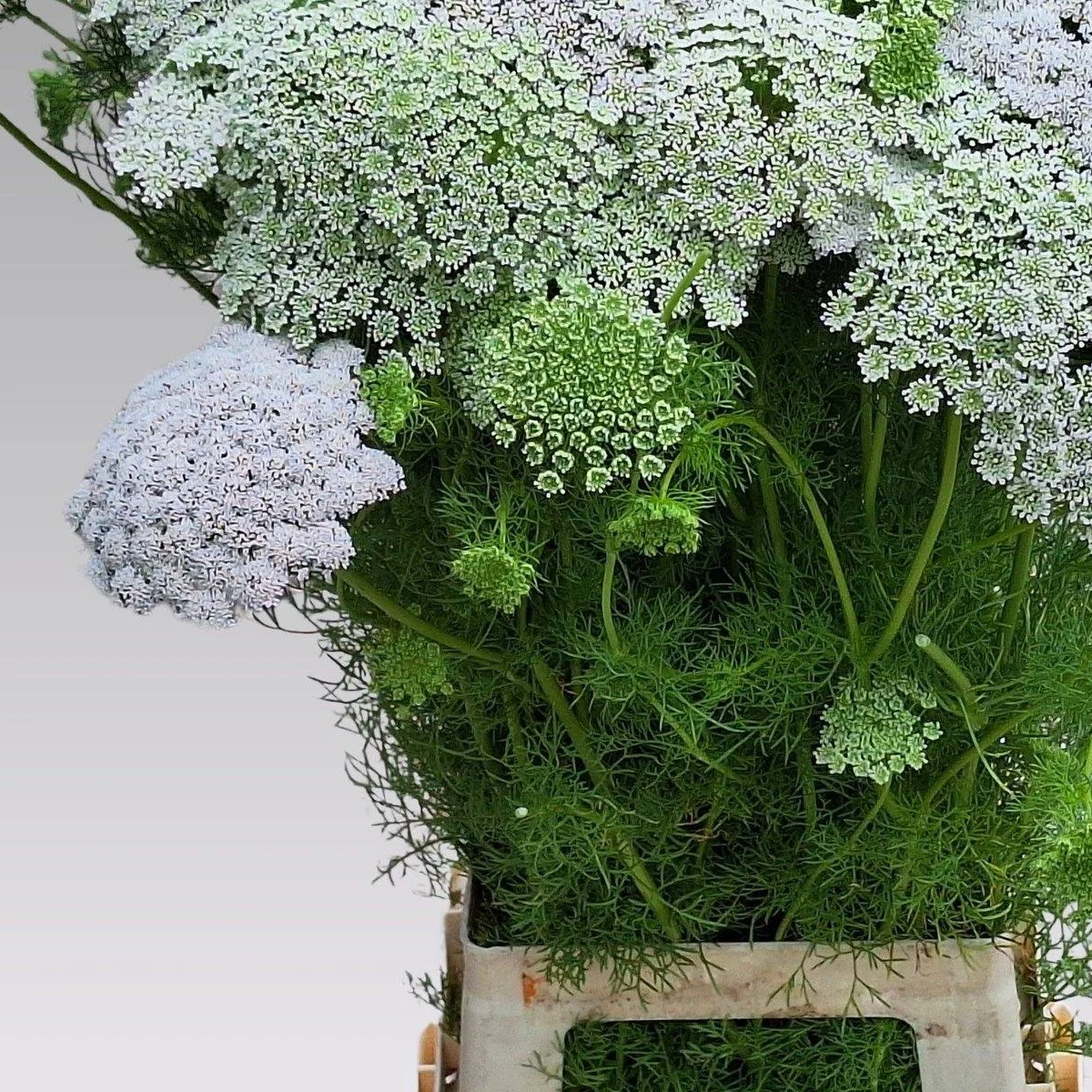 Аммі ‘Casablanca’ (Ammi visnaga)