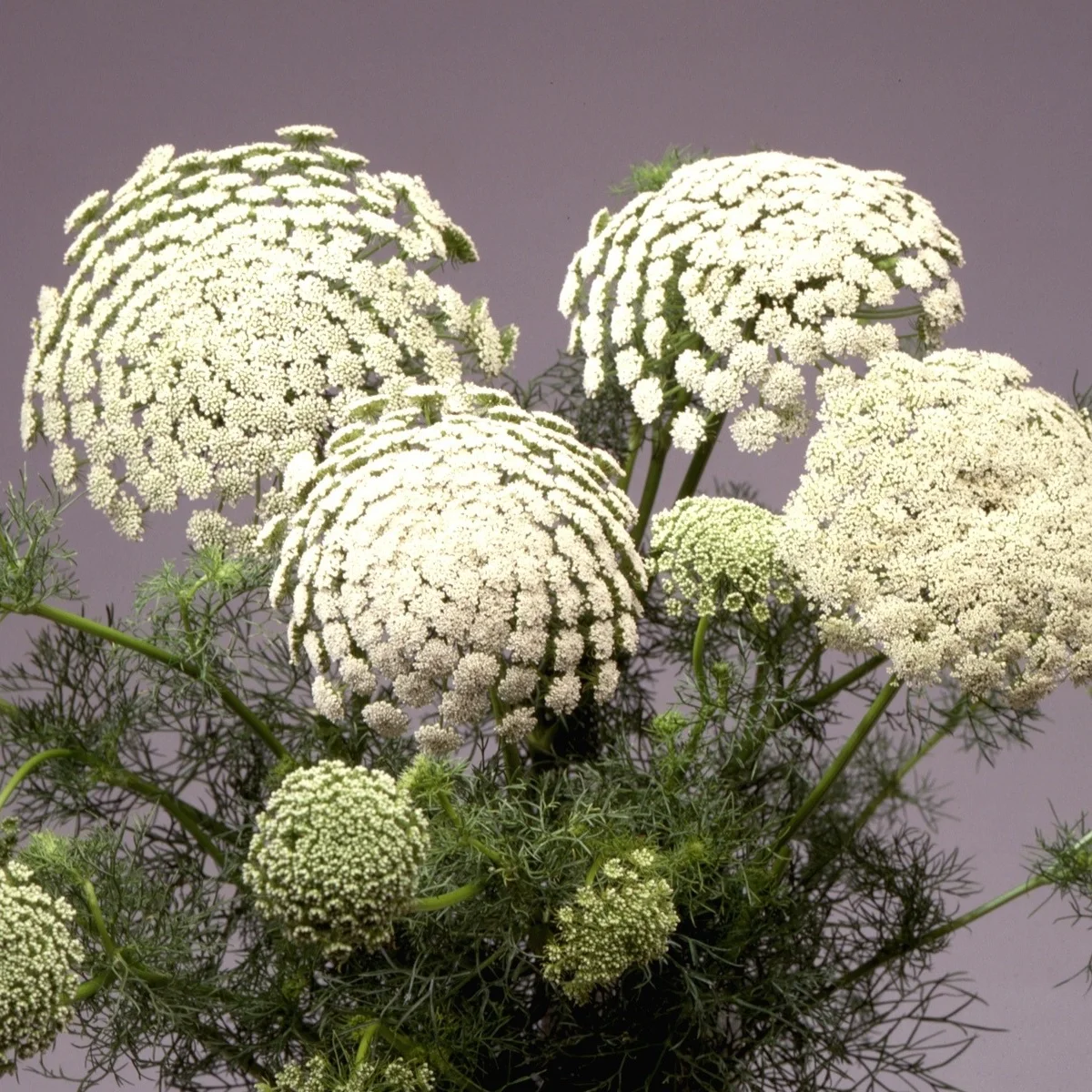 Аммі ‘Green Mist’ (Ammi visnaga)