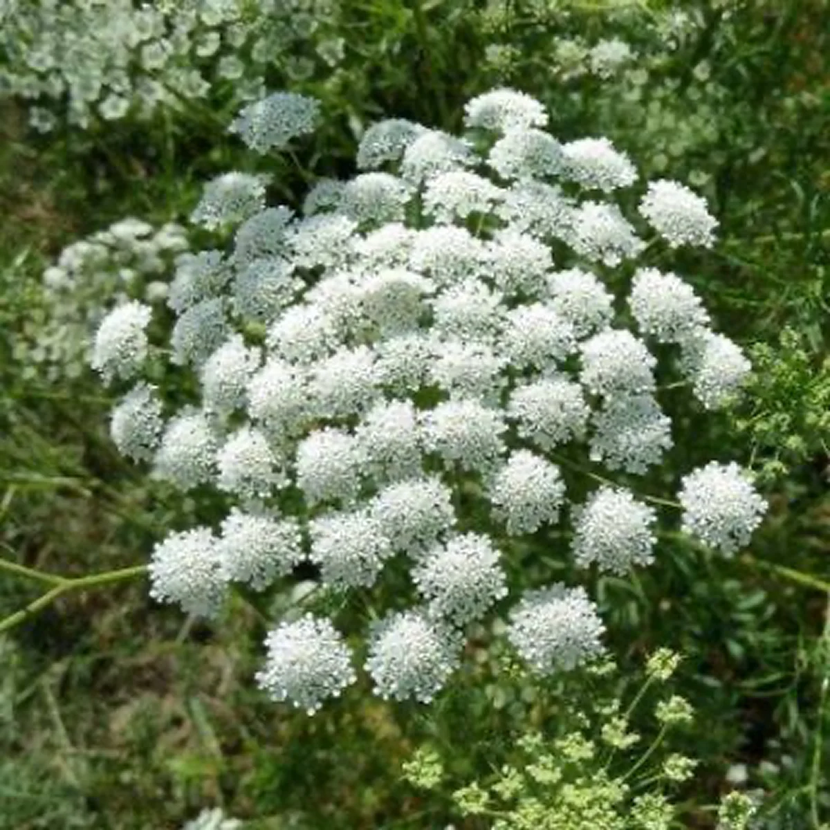 Аммі ‘Snowflake’ (Ammi majus)