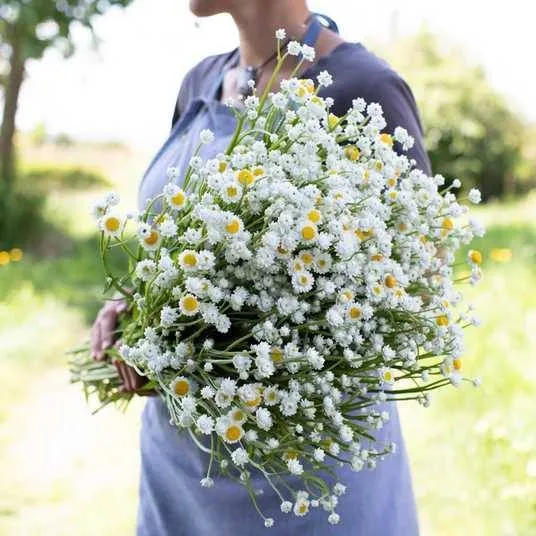 Аммобіум крилатий ‘Sensation’ (Ammobium alatum)