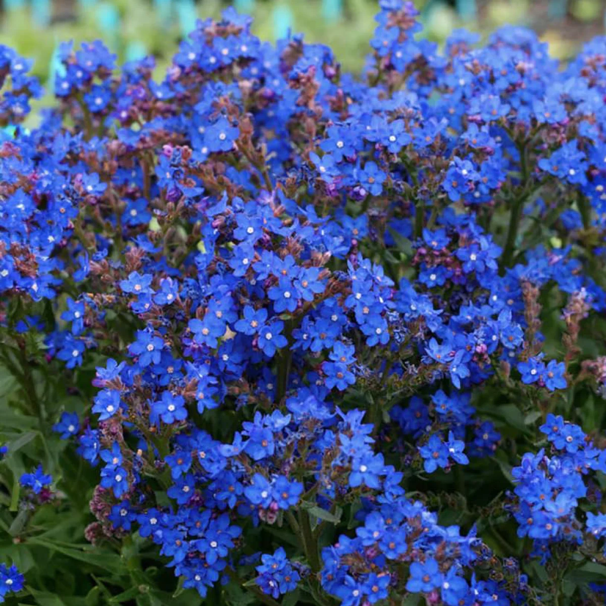 Анхуза капська ‘Blue Angel’ (Anchusa capensis)