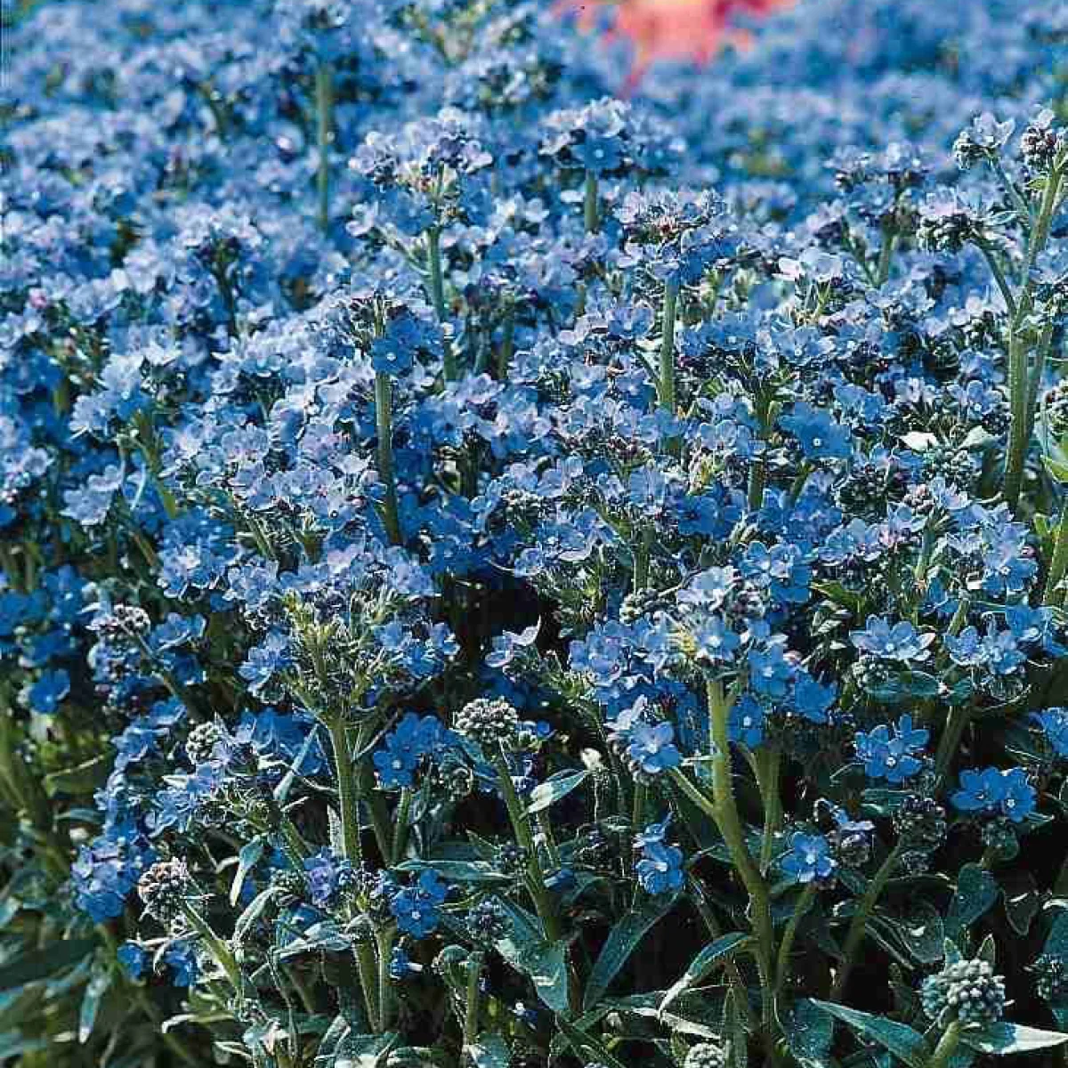 Анхуза ‘Blue Angel’ (Anchusa capensis)