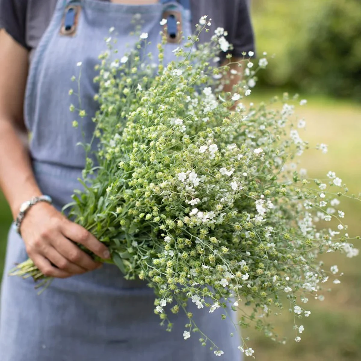 Аргентинська незабудка ‘Little Snow White’ (Omphalodes linifolia)