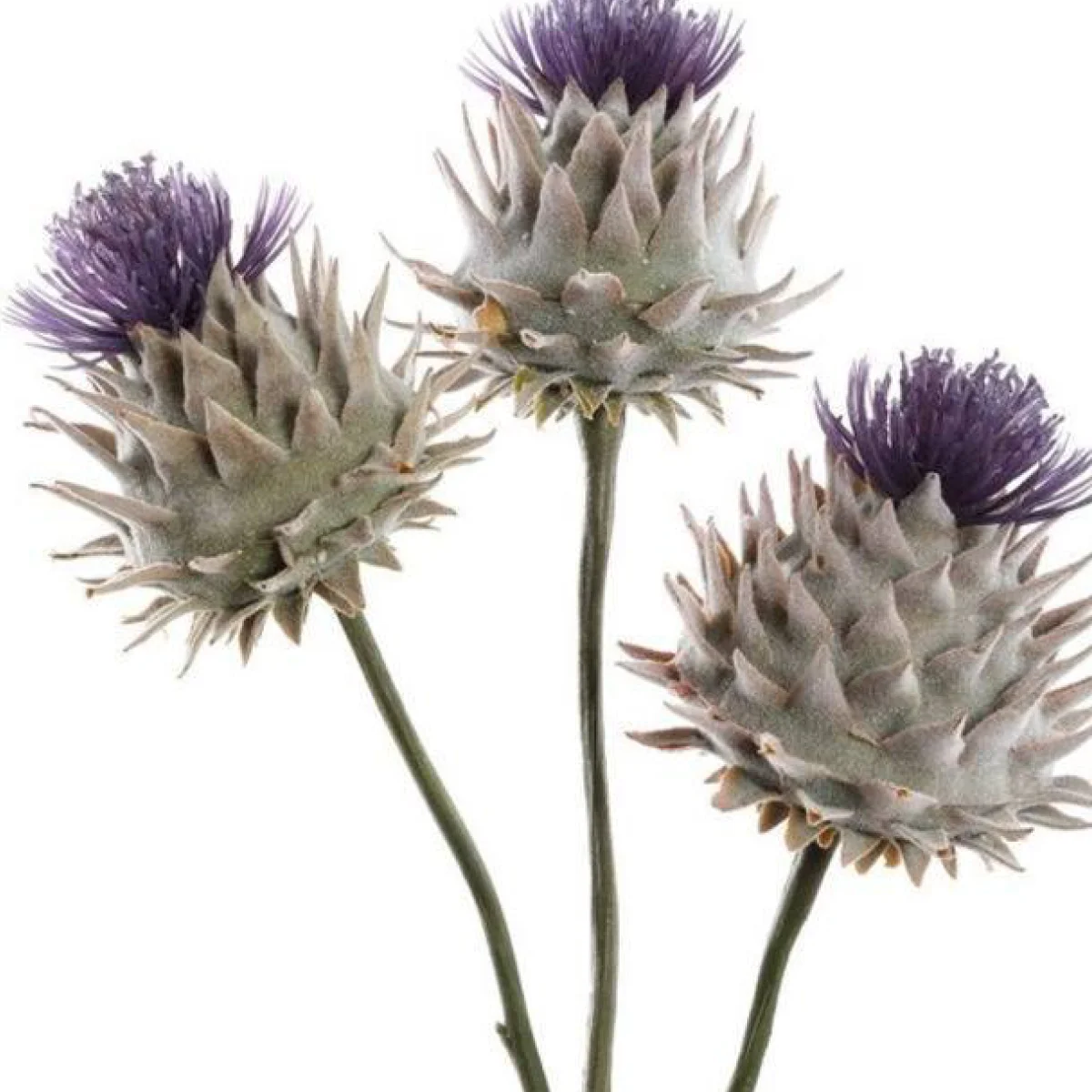 Артишок черешковий ‘Porto Spineless’ (Cynara cardunculus)