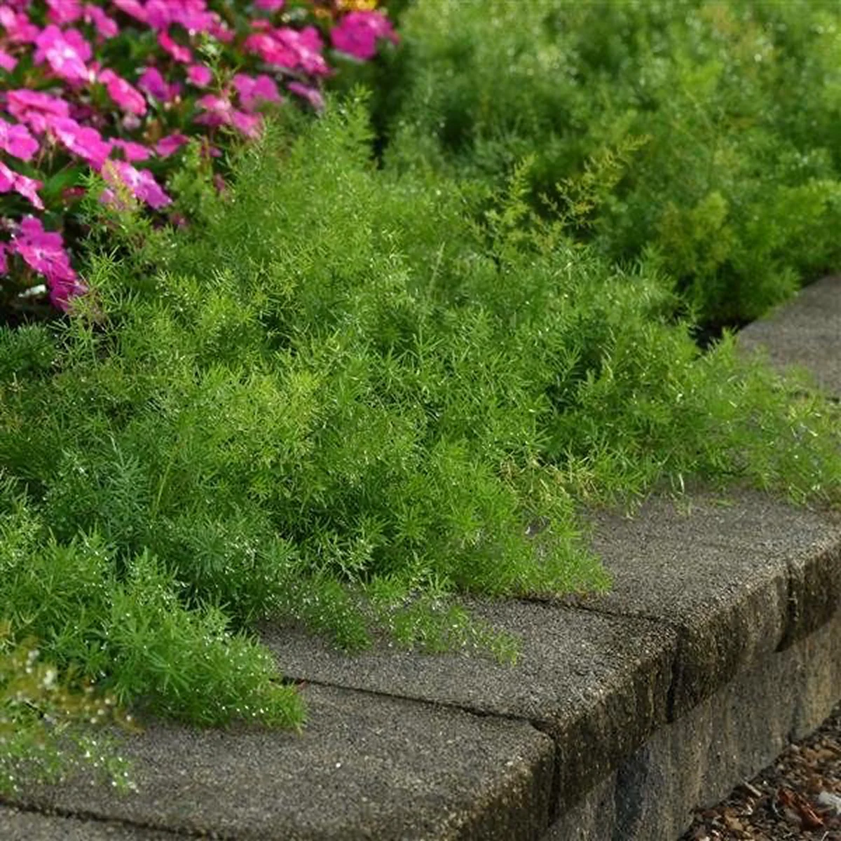 Аспарагус ‘Fuzzy Fern Frizz’ (Asparagus densiflorus ‘Sprengeri’)