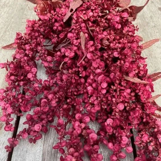 Атриплекс ‘Red Plume’ (Atriplex hortensis)