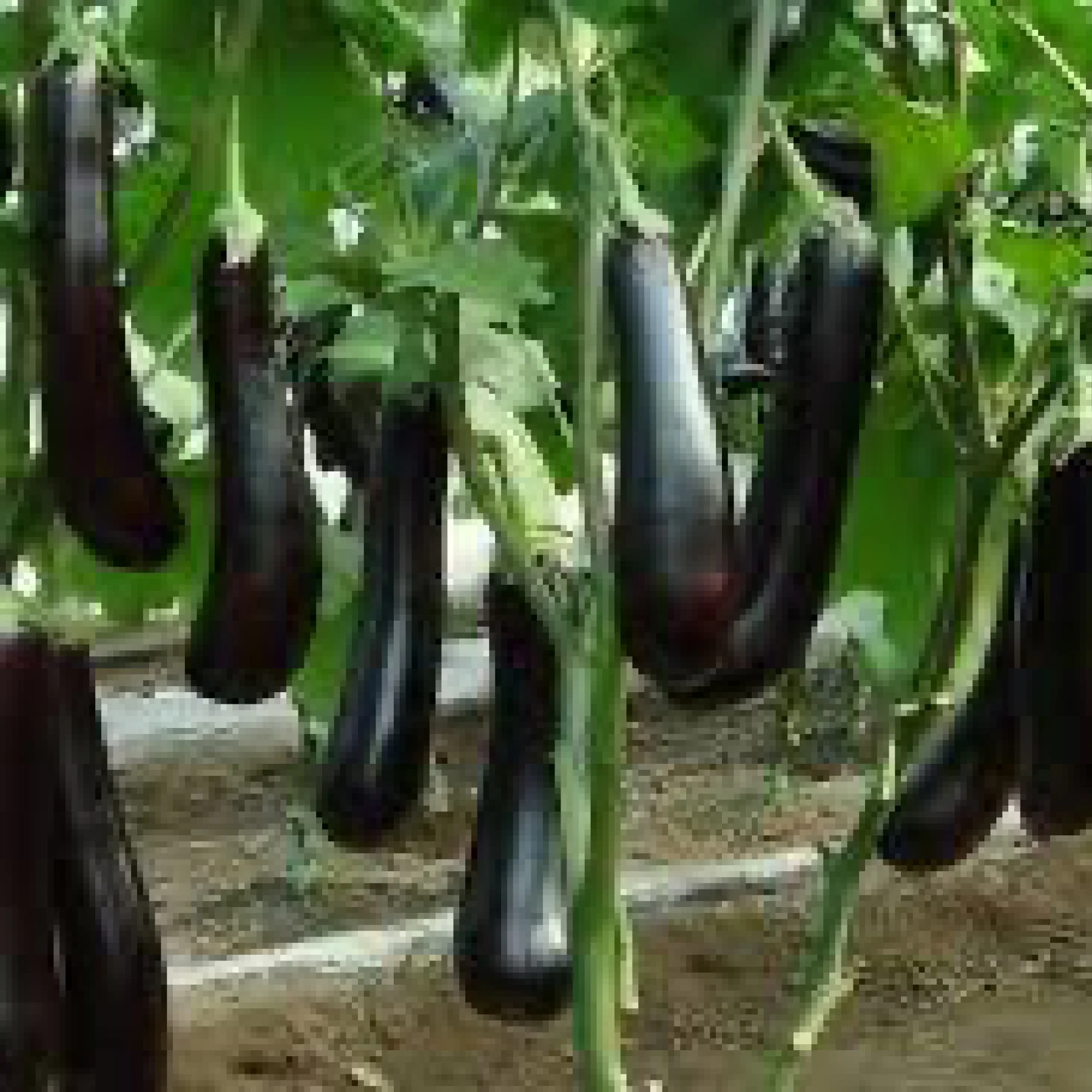 Баклажан ‘Банан’