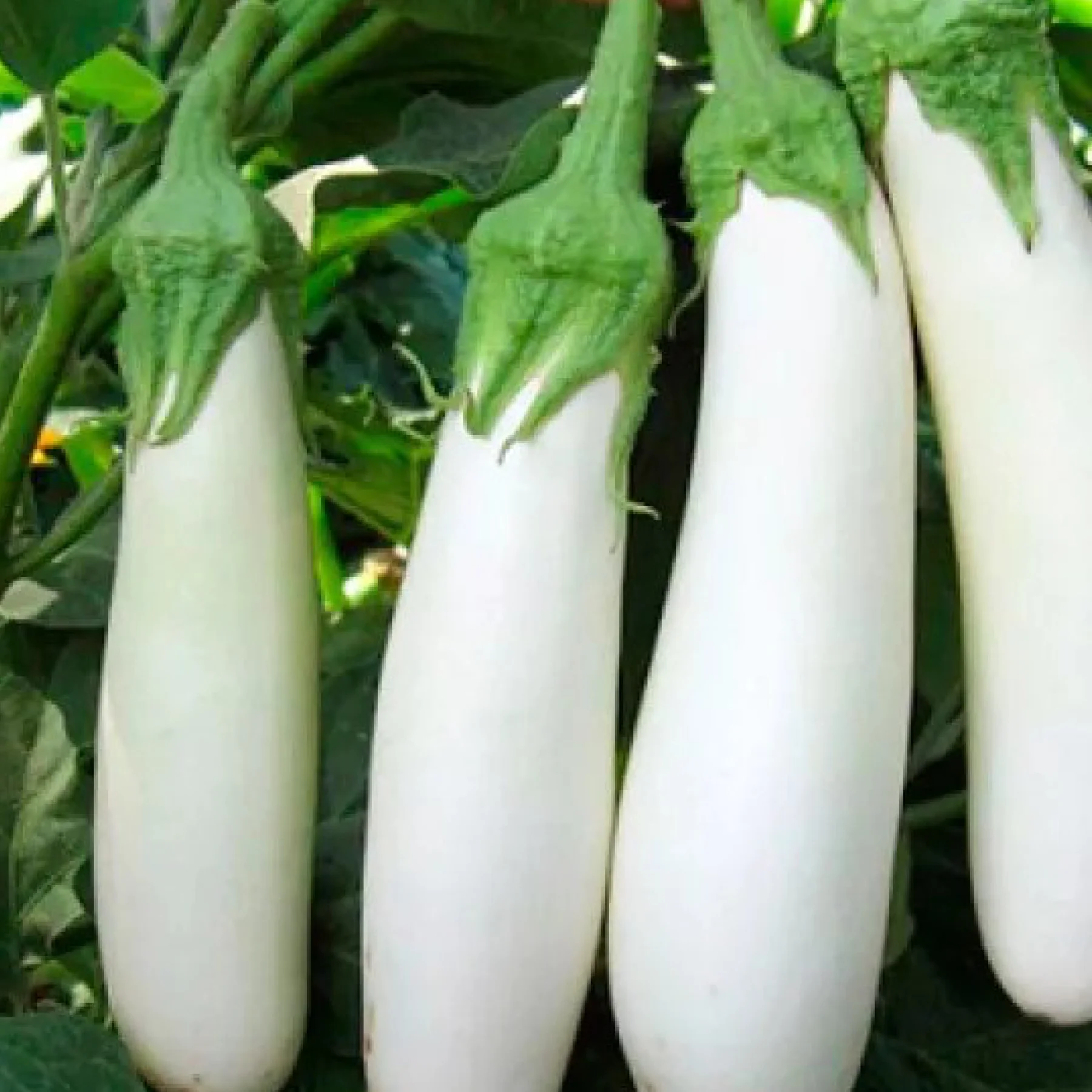 Баклажан ‘CRX 50153 F1’