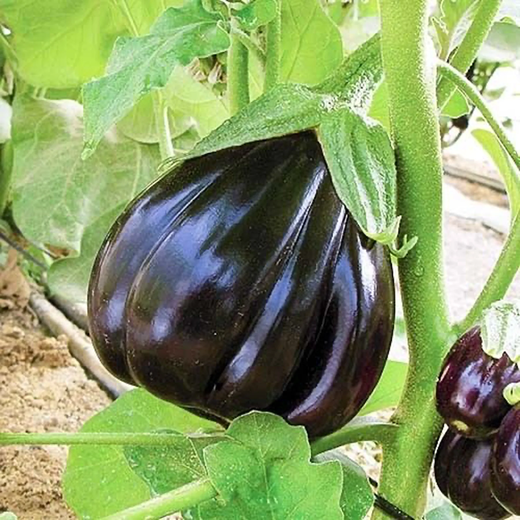 Баклажан ‘Purple Head’ (Solanum melongena)