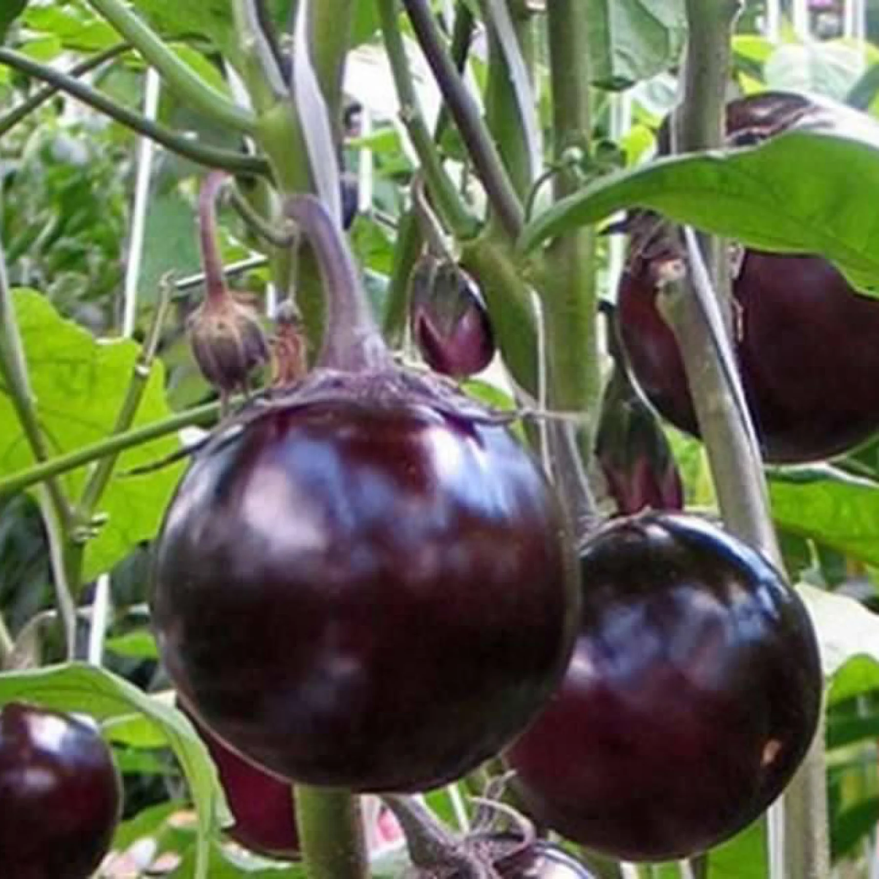 Баклажан ‘Санчо Панса’