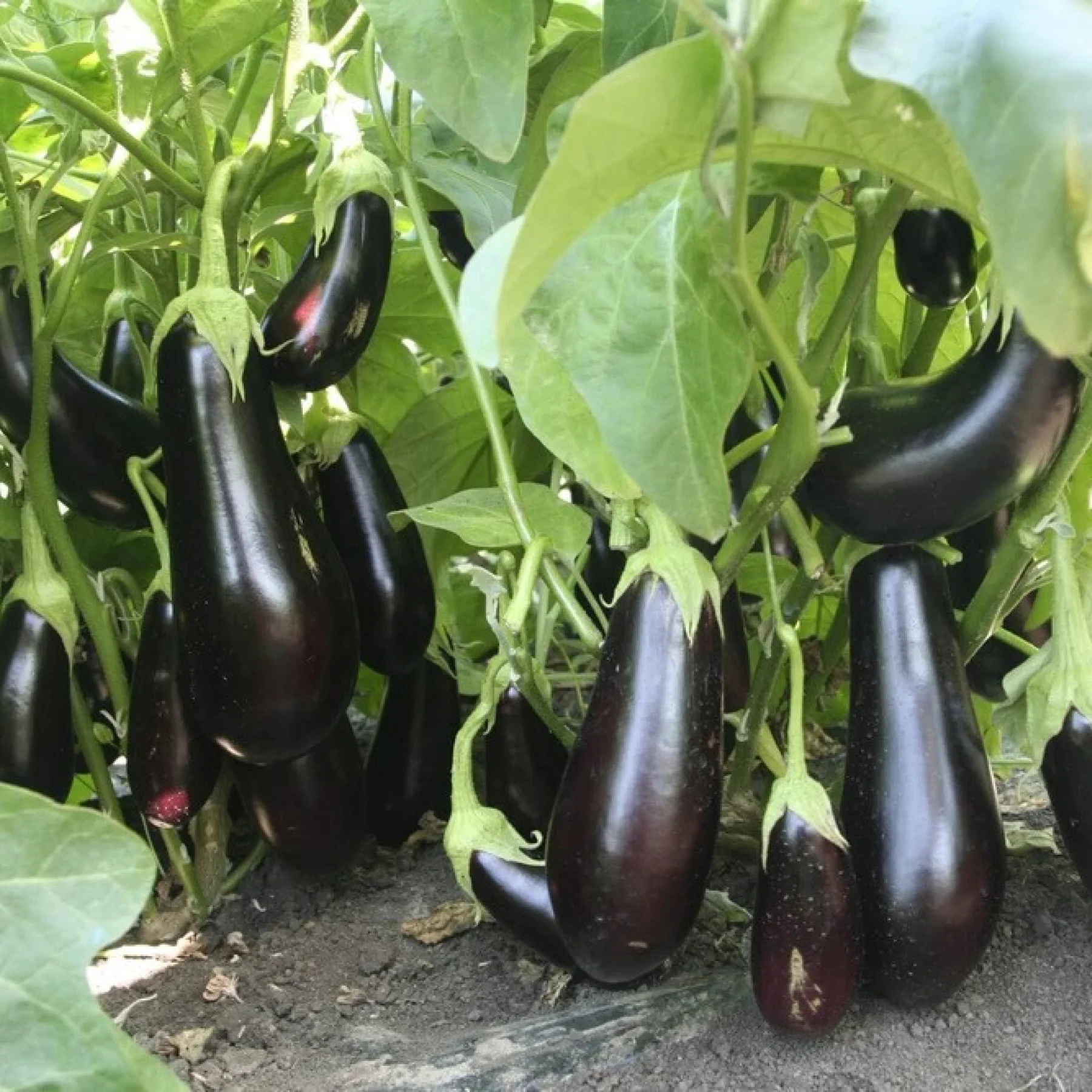 Баклажан ‘Сапфір F1’