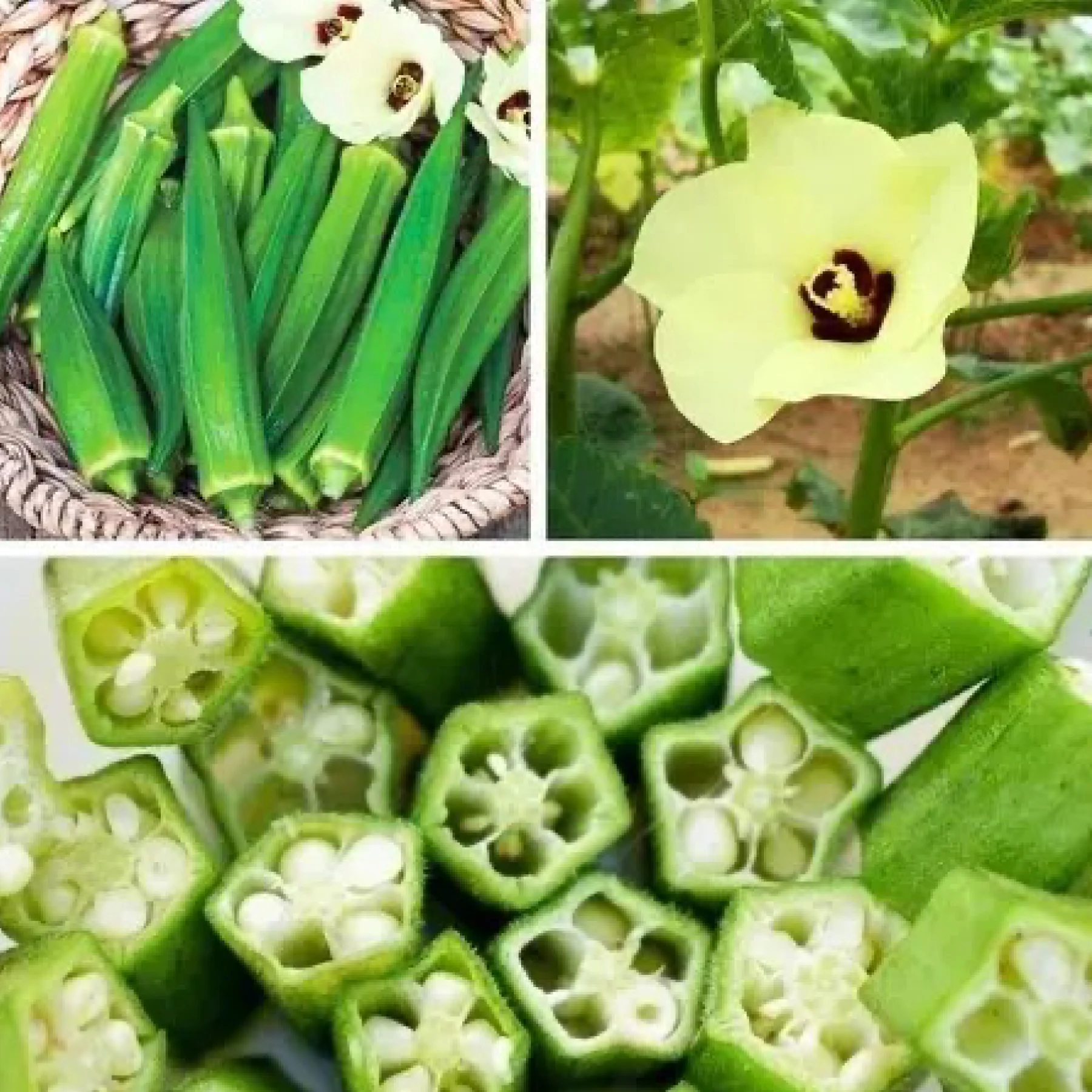 Бамія зелена Clemson Spineless (Okra Clemson Spineless)